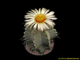 Astrophytum cv. capricorne 783